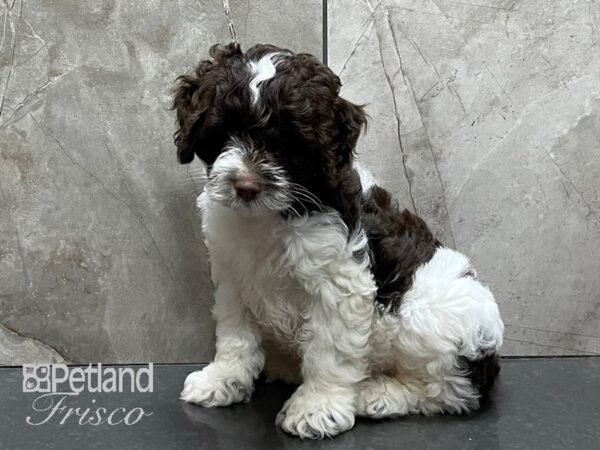 F1B Mini Cockapoo DOG Male Chocolate and White 28251 Petland Frisco, Texas