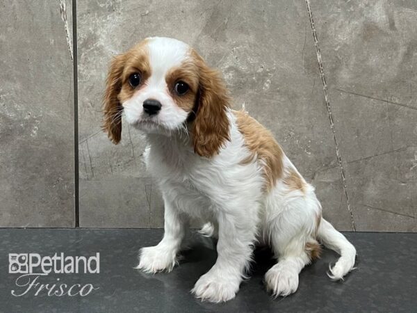 Cavalier King Charles Spaniel-DOG-Female-BLENHEIM-28250-Petland Frisco & Mckinney, Texas