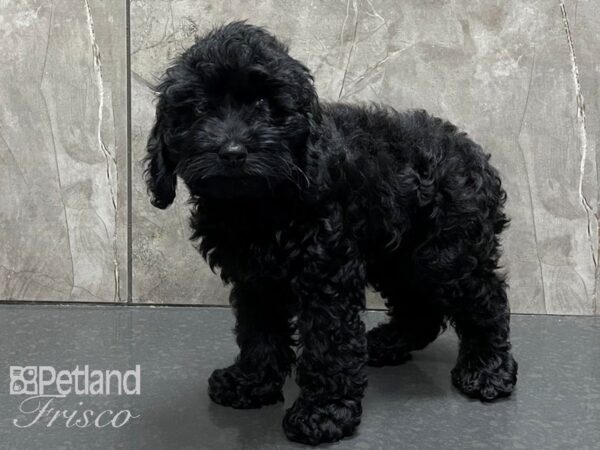 Cockapoo-DOG-Female-Black-28249-Petland Frisco, Texas