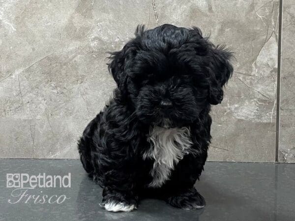 Lhasa Poo-DOG-Female-Black-28248-Petland Frisco, Texas