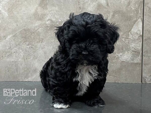 Lhasa Poo DOG Female Black 28248 Petland Frisco, Texas