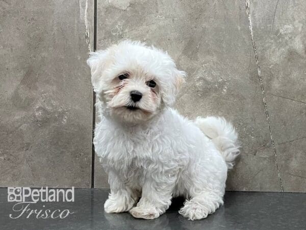 Havapoo-DOG-Female-White-28247-Petland Frisco, Texas