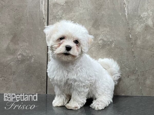 Havapoo DOG Female White 28247 Petland Frisco, Texas