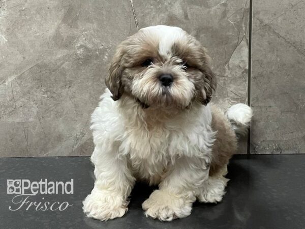 Shih Tzu DOG Male Blue and White 28246 Petland Frisco, Texas