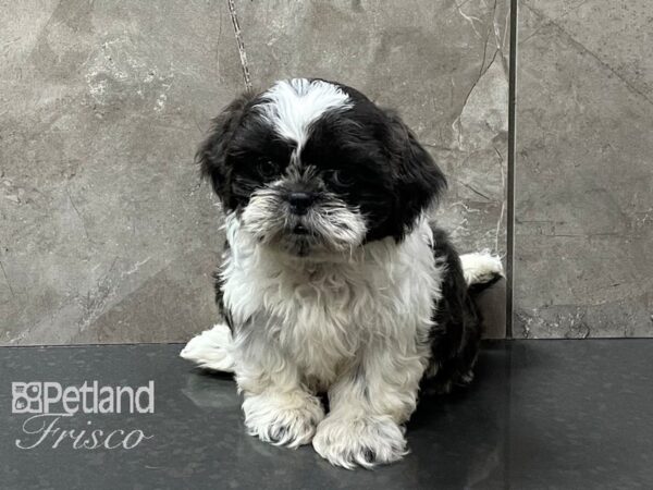 Shih Tzu-DOG-Male-Black and White-28245-Petland Frisco & Mckinney, Texas