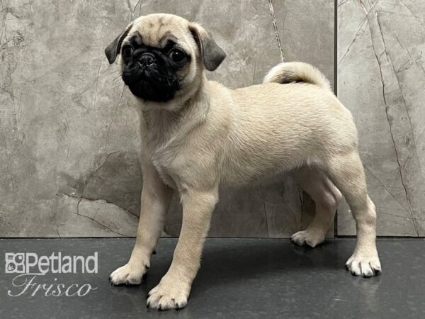 Pug DOG Female Fawn 28244 Petland Frisco, Texas