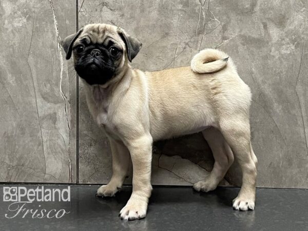 Pug DOG Female Fawn 28243 Petland Frisco, Texas