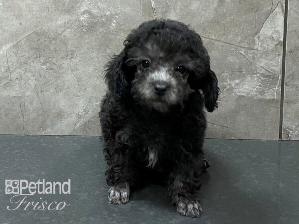 Miniature Poodle-DOG-Male-Silver-28242-Petland Frisco & Mckinney, Texas