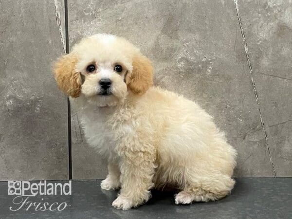 Miniature Poodle-DOG-Male-Apricot-28241-Petland Frisco, Texas