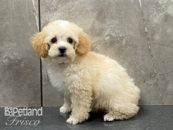 Miniature Poodle-DOG-Male-Apricot-28241-Petland Frisco & Mckinney, Texas