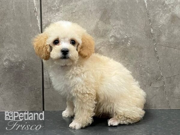 Miniature Poodle DOG Male Apricot 28241 Petland Frisco, Texas