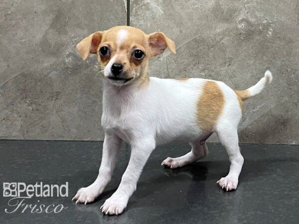 Chihuahua DOG Male Red and White 28239 Petland Frisco, Texas