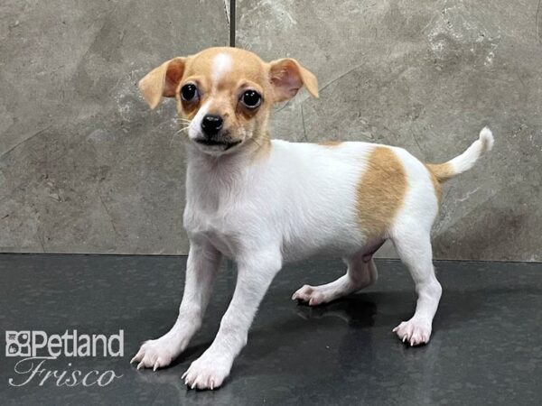 Chihuahua-DOG-Male-Red and White-28239-Petland Frisco & Mckinney, Texas
