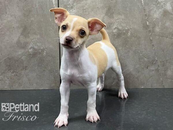 Chihuahua DOG Male Red and White 28237 Petland Frisco, Texas