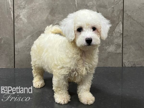 Maltipoo DOG Female CREAM 28235 Petland Frisco, Texas