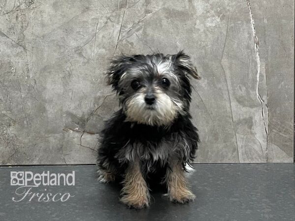 Morkie-DOG-Male-Tan Brown and White-28234-Petland Frisco, Texas