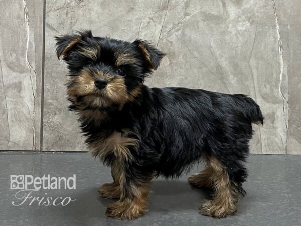 Silky Terrier DOG Female BLK & TAN 28232 Petland Frisco, Texas