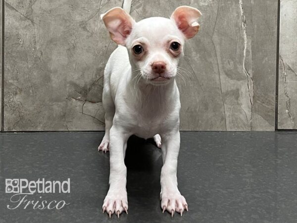 Chihuahua-DOG-Female-Cream and White-28231-Petland Frisco & Mckinney, Texas