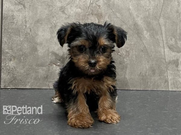 Yorkshire Terrier DOG Female BLK & TAN 28230 Petland Frisco, Texas