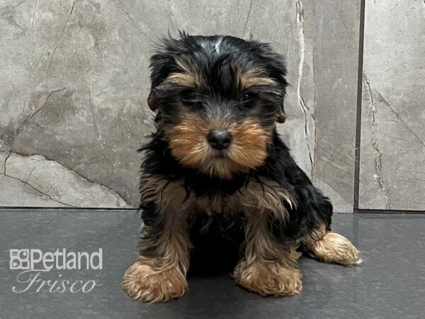 Yorkshire Terrier DOG Female BLK & TAN 28229 Petland Frisco, Texas