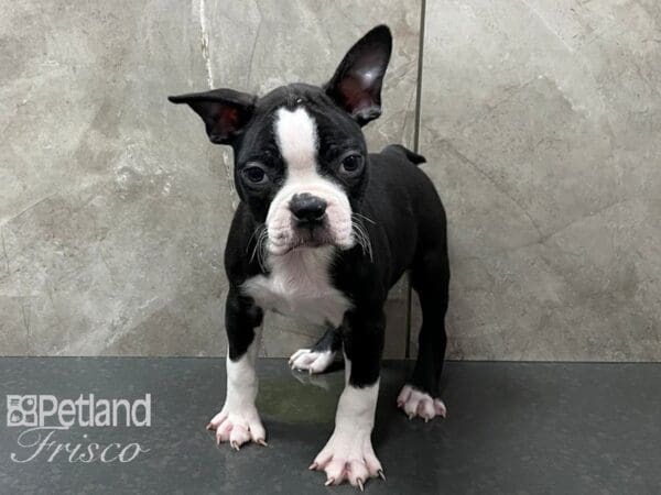 Boston Terrier-DOG-Male-Black and White-28228-Petland Frisco, Texas
