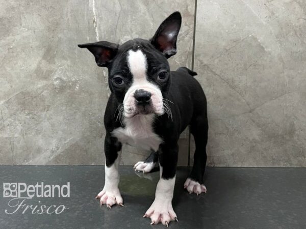 Boston Terrier DOG Male Black and White 28228 Petland Frisco, Texas