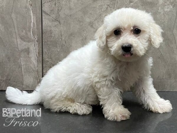 Bichon Frise-DOG-Female-White-28227-Petland Frisco, Texas