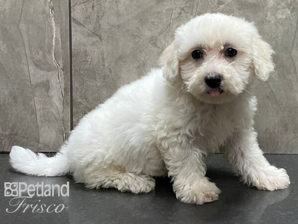 Bichon Frise DOG Female White 28227 Petland Frisco, Texas