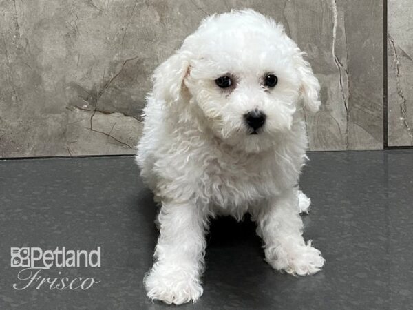 Bichon Frise DOG Female White 28226 Petland Frisco, Texas