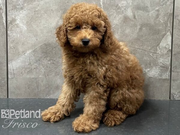 Miniature Poodle-DOG-Male-Red-28225-Petland Frisco & Mckinney, Texas