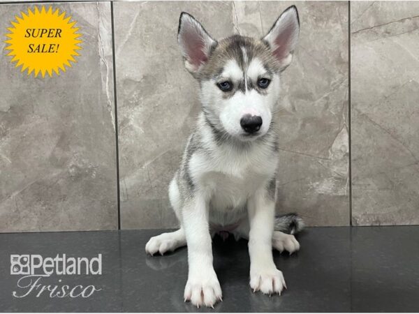 Siberian Husky-DOG-Female-Grey & White-28132-Petland Frisco & Mckinney, Texas