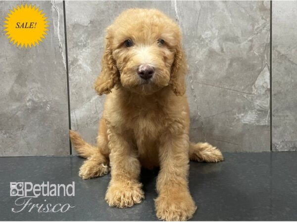 F1B Goldendoodle DOG Male Red 28148 Petland Frisco, Texas