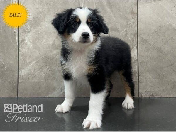 Miniature American Shepherd-DOG-Male-Black-28173-Petland Frisco, Texas