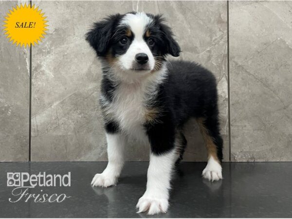 Miniature American Shepherd-DOG-Male-Black-28173-Petland Frisco & Mckinney, Texas