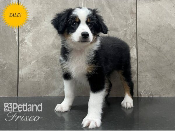 Miniature American Shepherd DOG Male Black 28173 Petland Frisco, Texas