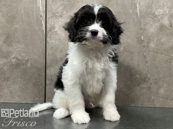 Cavapoo DOG Male Black and White 28312 Petland Frisco, Texas