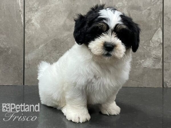 Teddy Bear DOG Male Black, White & Tan 28311 Petland Frisco, Texas