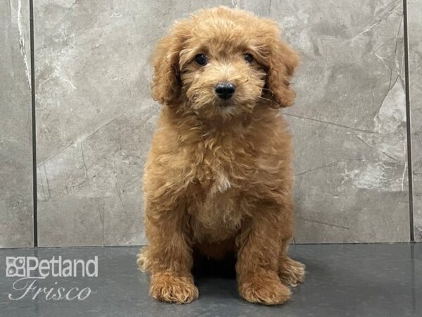 Miniature Goldendoodle 2nd Gen DOG Female Apricot 28310 Petland Frisco, Texas