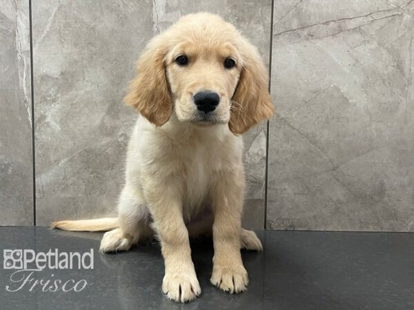 Golden Retriever-DOG-Female-Golden-28309-Petland Frisco & Mckinney, Texas