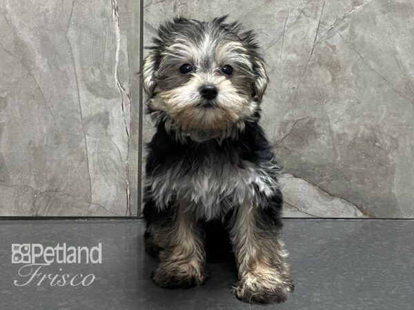 Morkie-DOG-Female-Black and Tan-28308-Petland Frisco & Mckinney, Texas