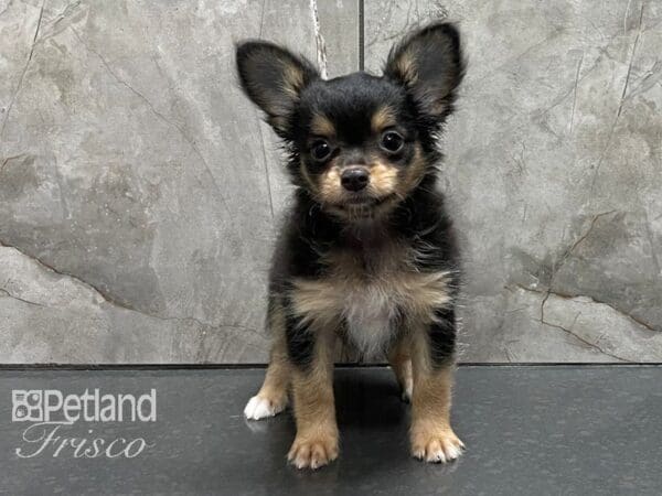 Chihuahua DOG Female Black and Tan 28307 Petland Frisco, Texas