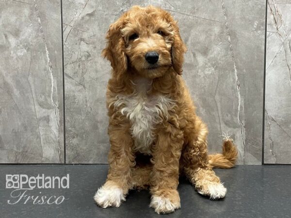 Moyen Goldendoodle-DOG-Female-Golden-28306-Petland Frisco, Texas