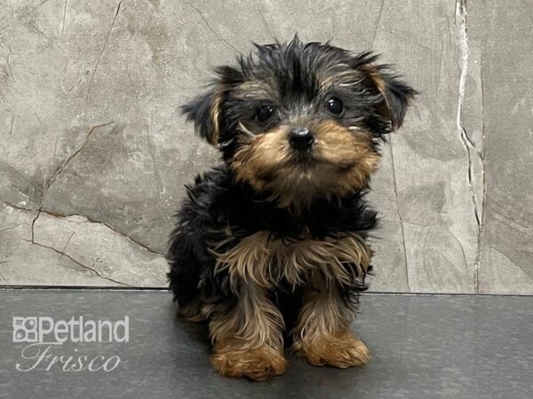 Yorkshire Terrier DOG Female Black and Tan 28305 Petland Frisco, Texas