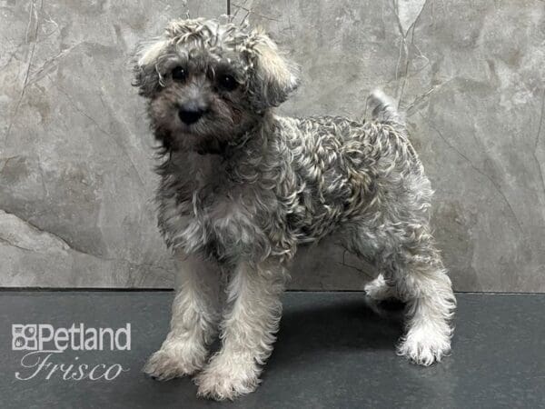 Schnoodle-DOG-Female-Silver Beige-28304-Petland Frisco, Texas