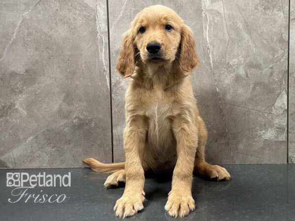 Golden Retriever DOG Female Golden 28303 Petland Frisco, Texas