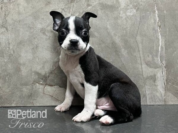 Boston Terrier-DOG-Male-Black Brindle and White-28302-Petland Frisco, Texas