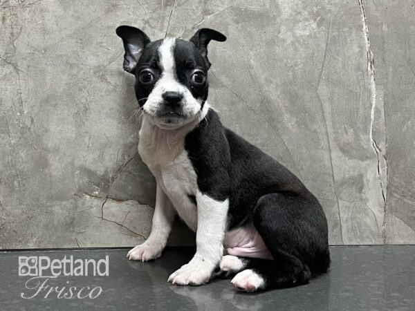 Boston Terrier-DOG-Male-Black Brindle and White-28302-Petland Frisco & Mckinney, Texas
