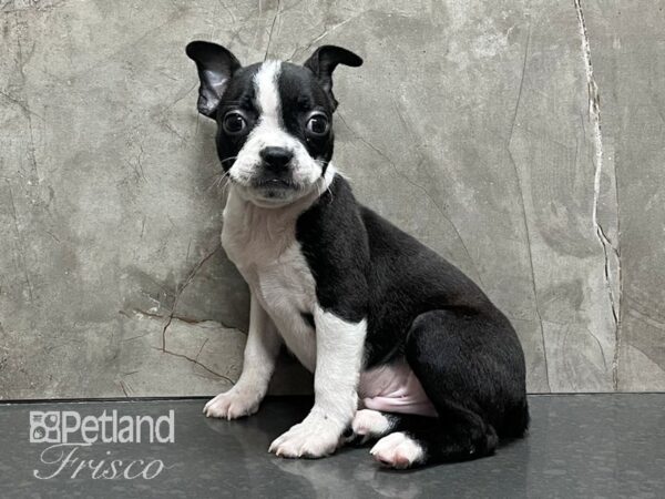 Boston Terrier DOG Male Black Brindle and White 28302 Petland Frisco, Texas