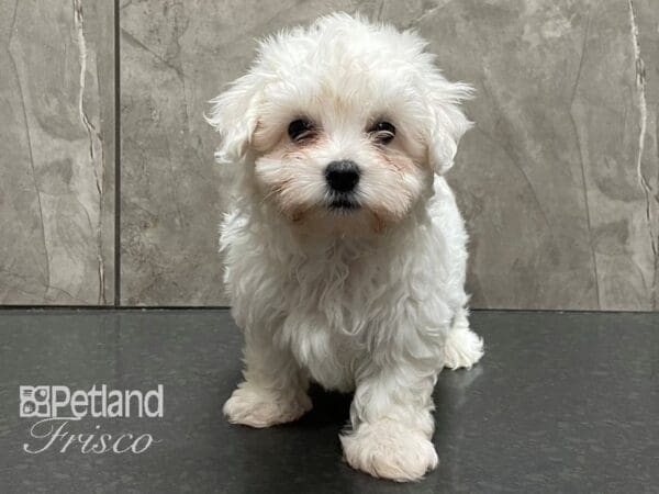 Coton De Tulear-DOG-Male-White-28300-Petland Frisco, Texas