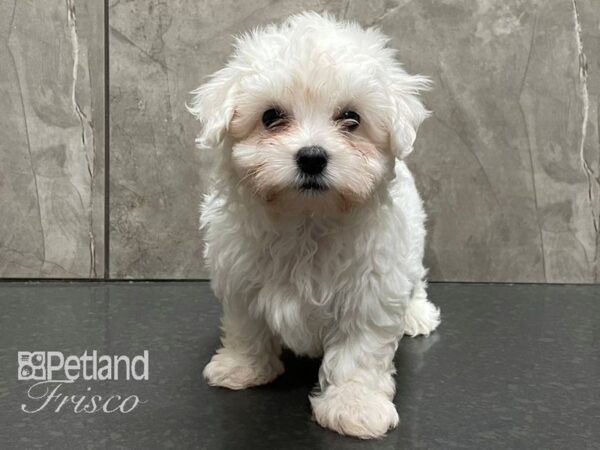 Coton De Tulear-DOG-Male-White-28300-Petland Frisco & Mckinney, Texas